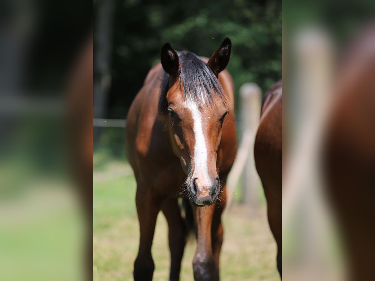 Westphalian Stallion 1 year Brown in Neuenkirchen-V&#xF6;rden