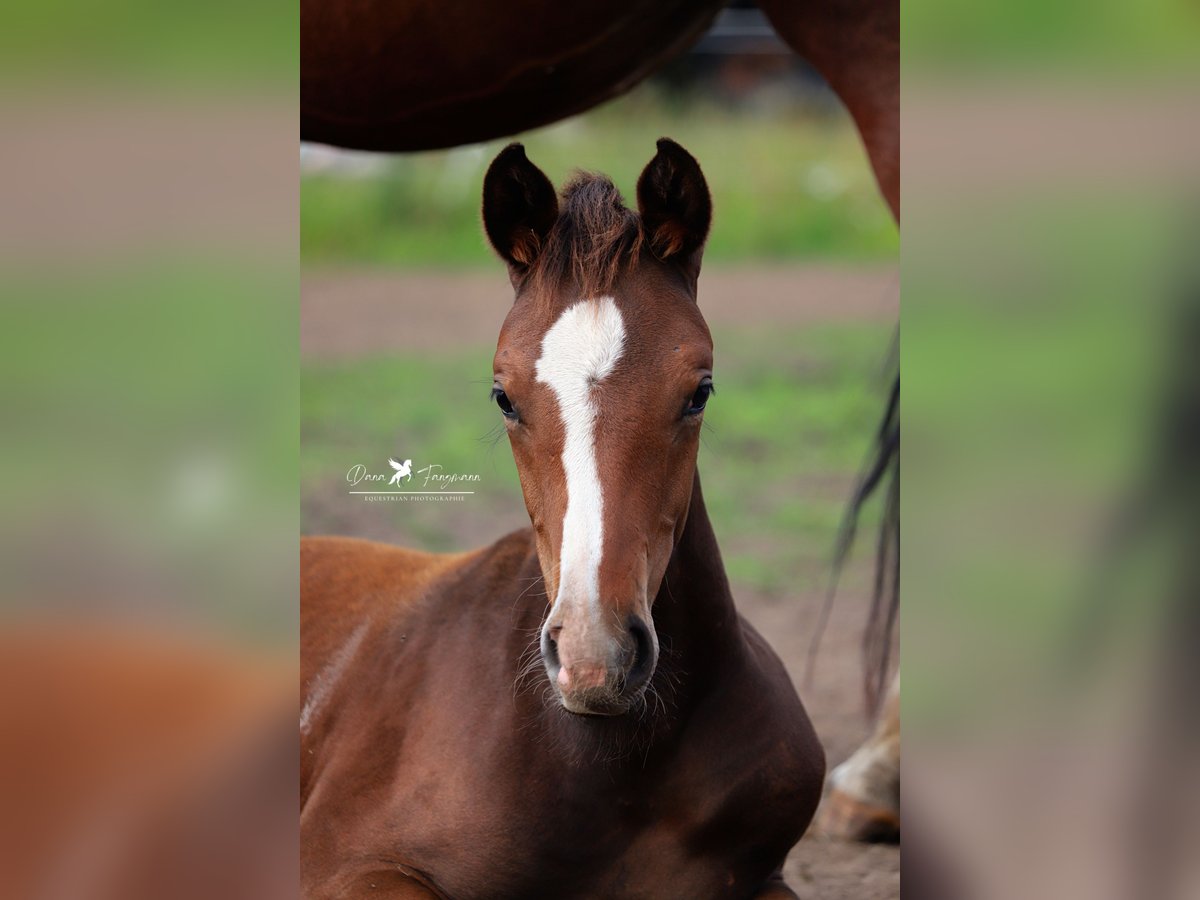 Westphalian Stallion 1 year Brown in Neuenkirchen-V&#xF6;rden