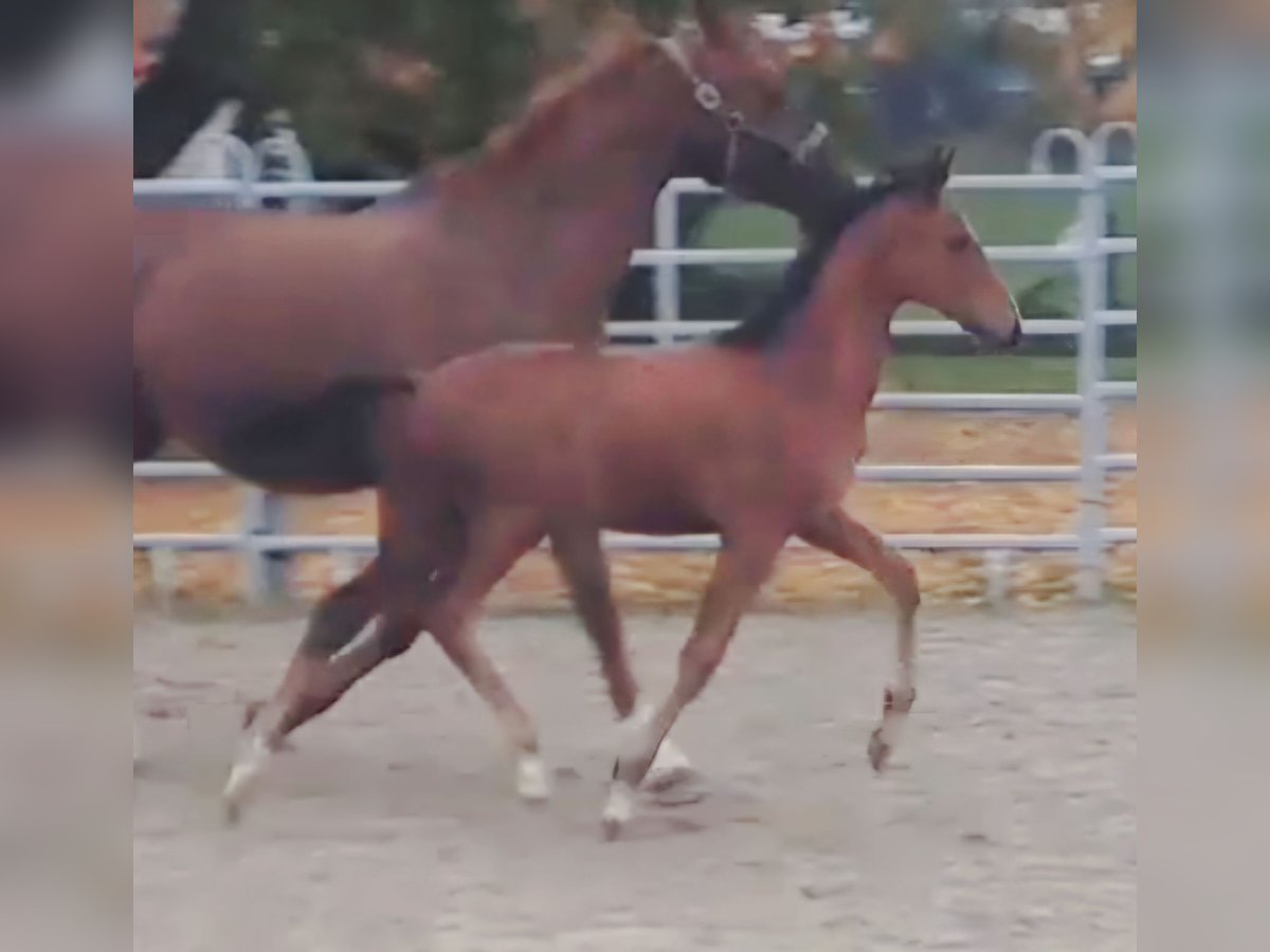 Westphalian Stallion 1 year Brown in Borchen