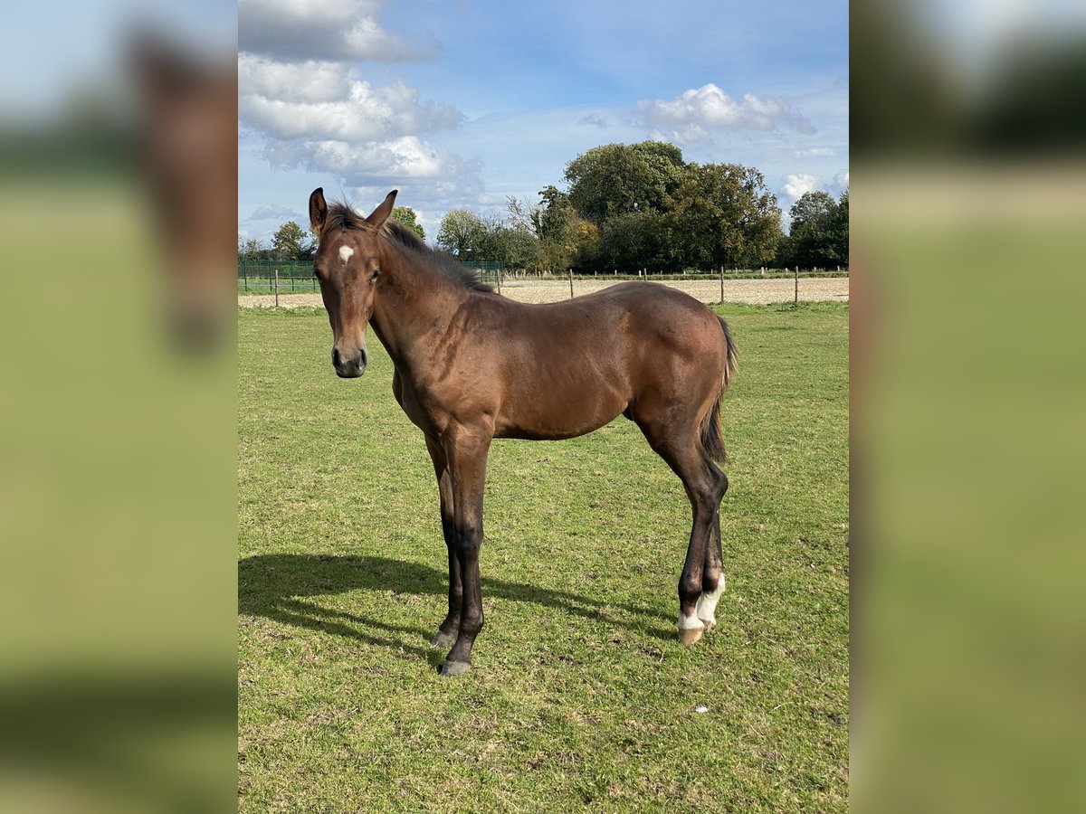 Westphalian Stallion 1 year Brown in Ascheberg