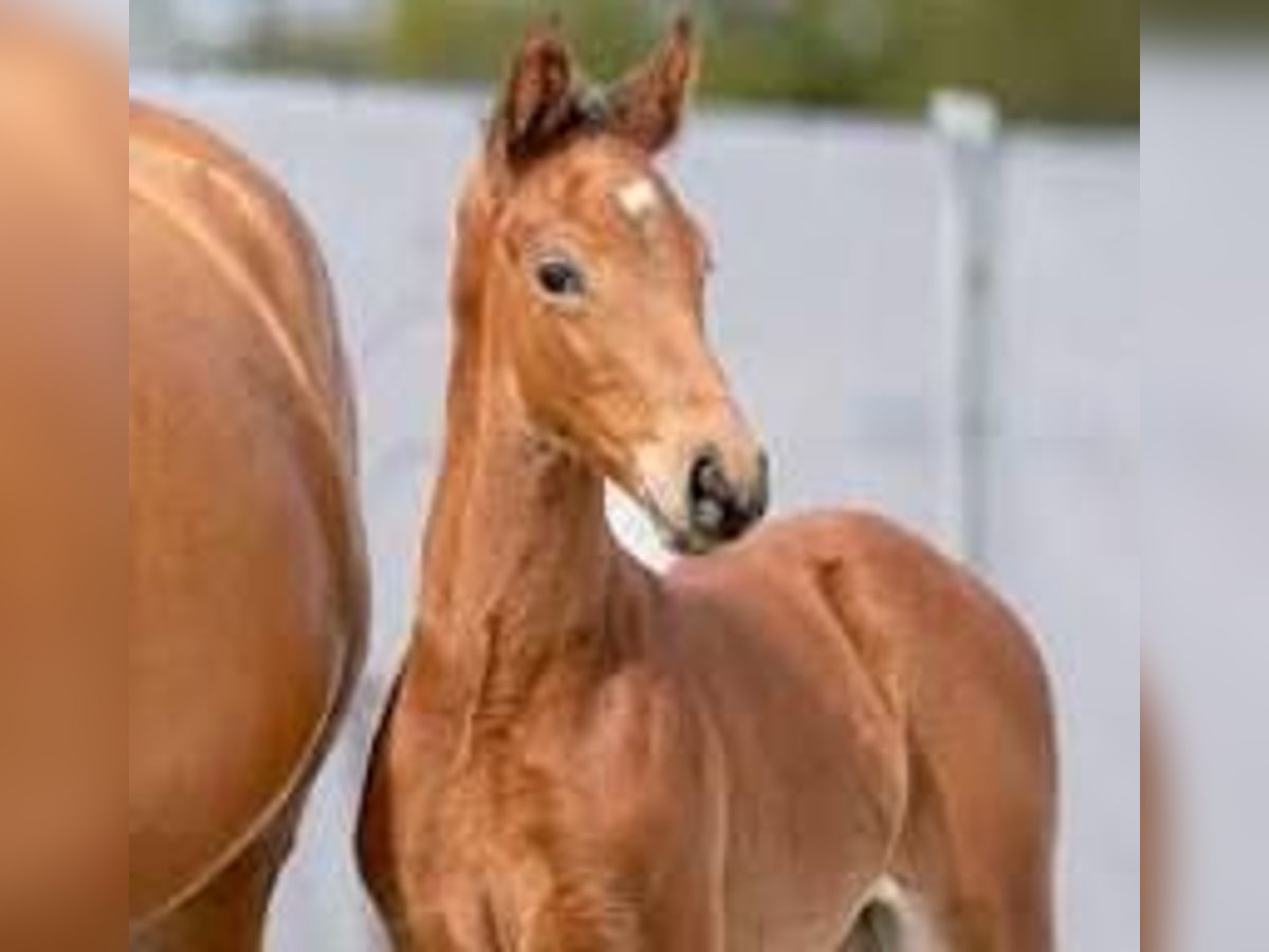 Westphalian Stallion 1 year Brown in Dornburg