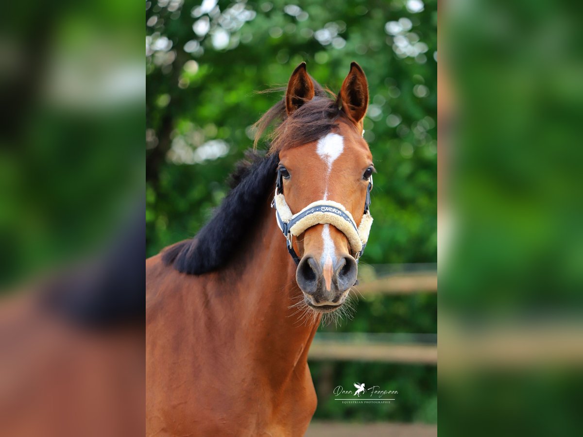 Westphalian Stallion 1 year Brown in Neuenkirchen-Vörden