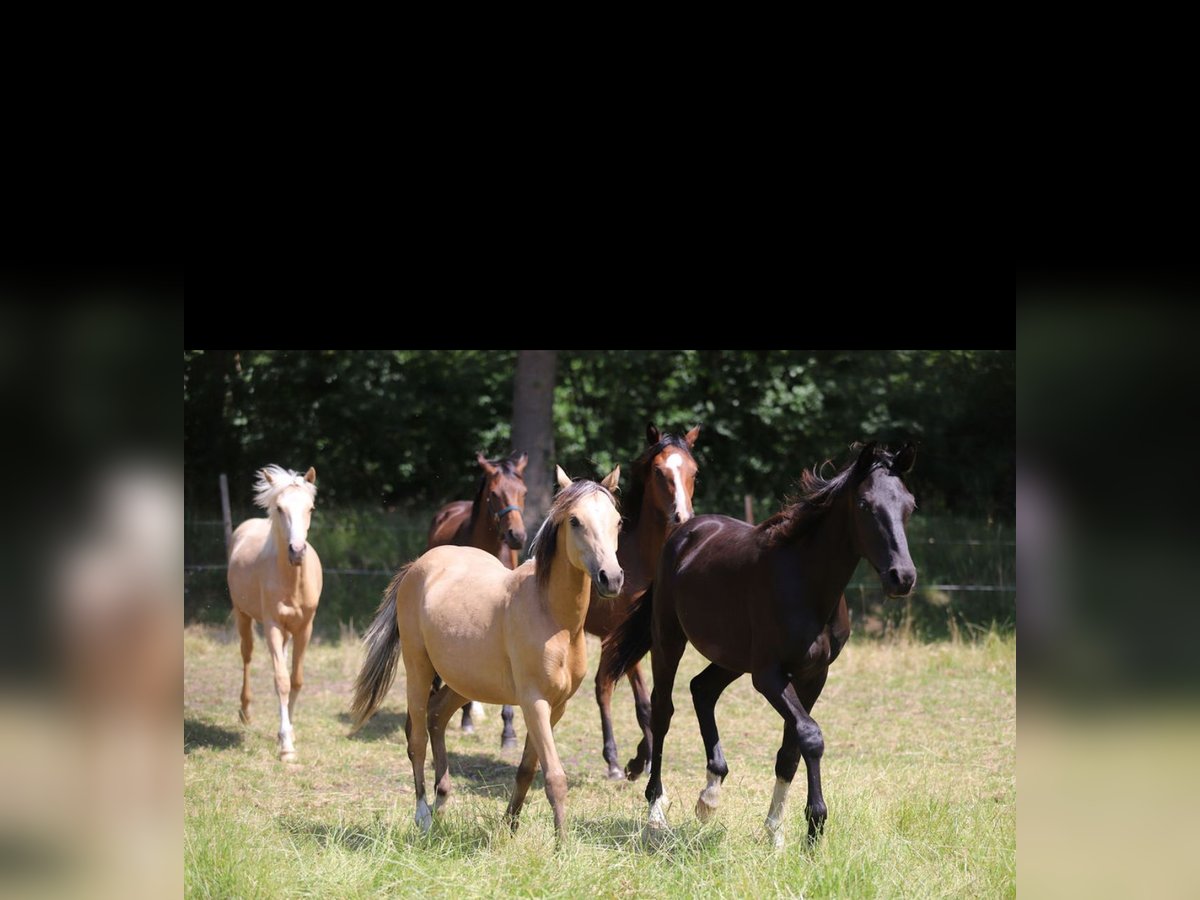 Westphalian Stallion 1 year Chestnut in Neuenkirchen-V&#xF6;rden