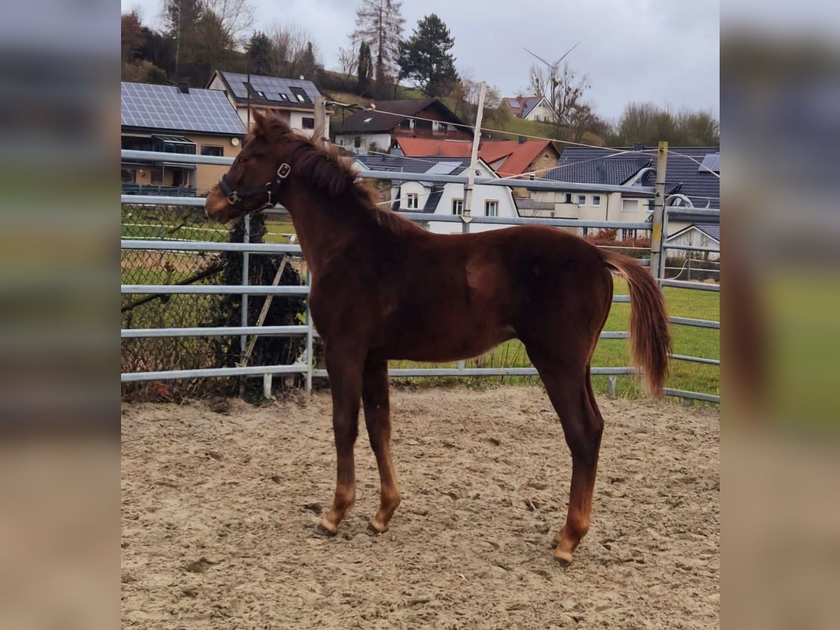 Westphalian Stallion 1 year Chestnut-Red in Borchen