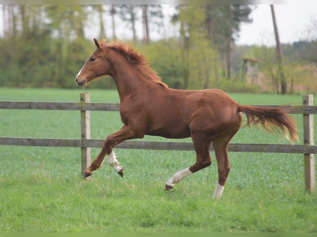 Westphalian Stallion 1 year Chestnut-Red in Herzebrock-Clarholz