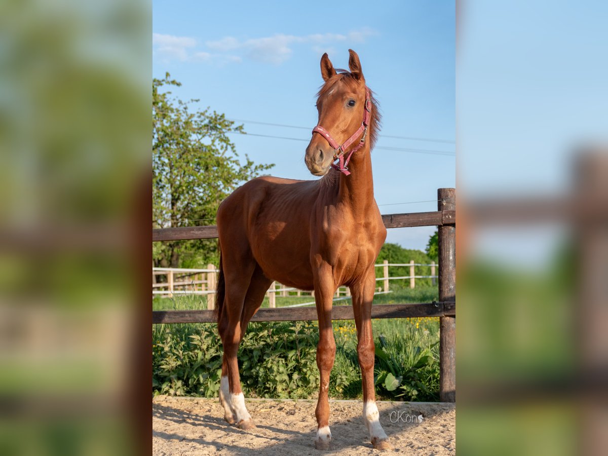 Westphalian Stallion 1 year Chestnut-Red in Havixbeck