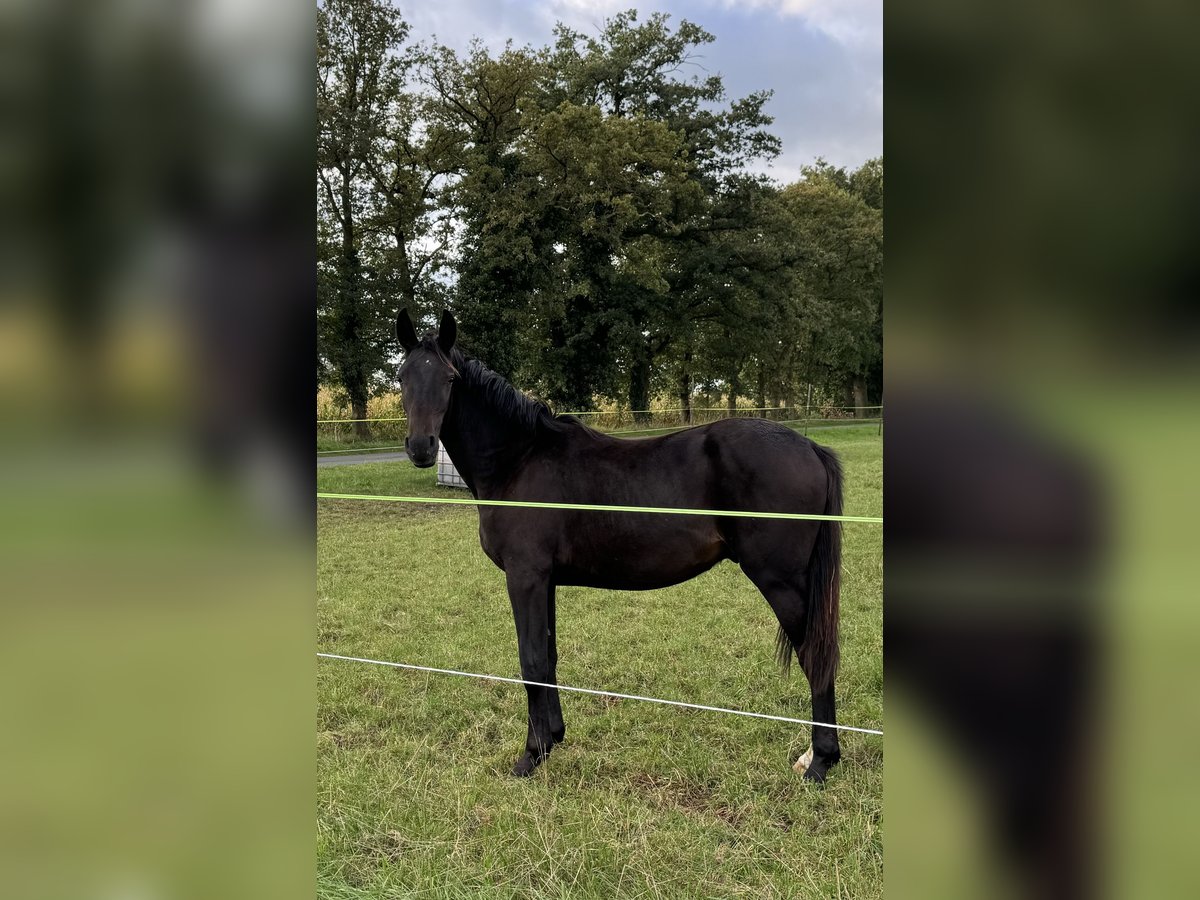 Westphalian Stallion 1 year Smoky-Black in Neuenkirchen-Vörden