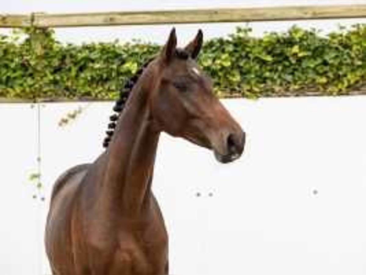 Westphalian Stallion 2 years 15,2 hh Brown in Waddinxveen