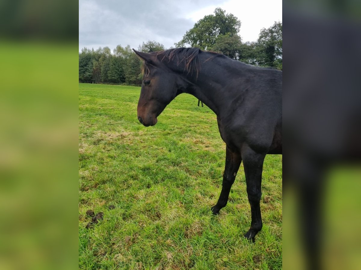 Westphalian Stallion 2 years 16,1 hh Bay-Dark in Lienen