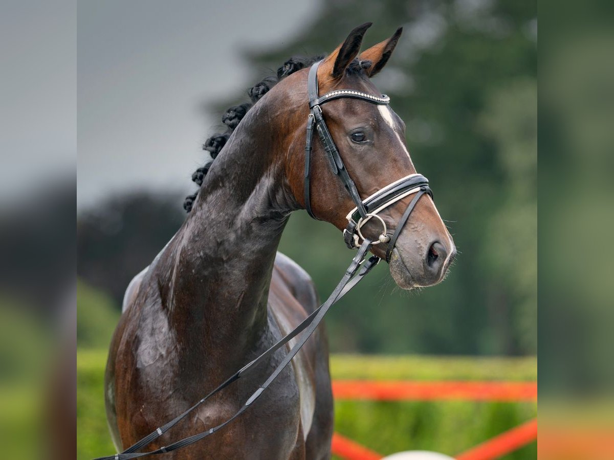 Westphalian Stallion 2 years 16,1 hh Bay-Dark in Münster-Handorf