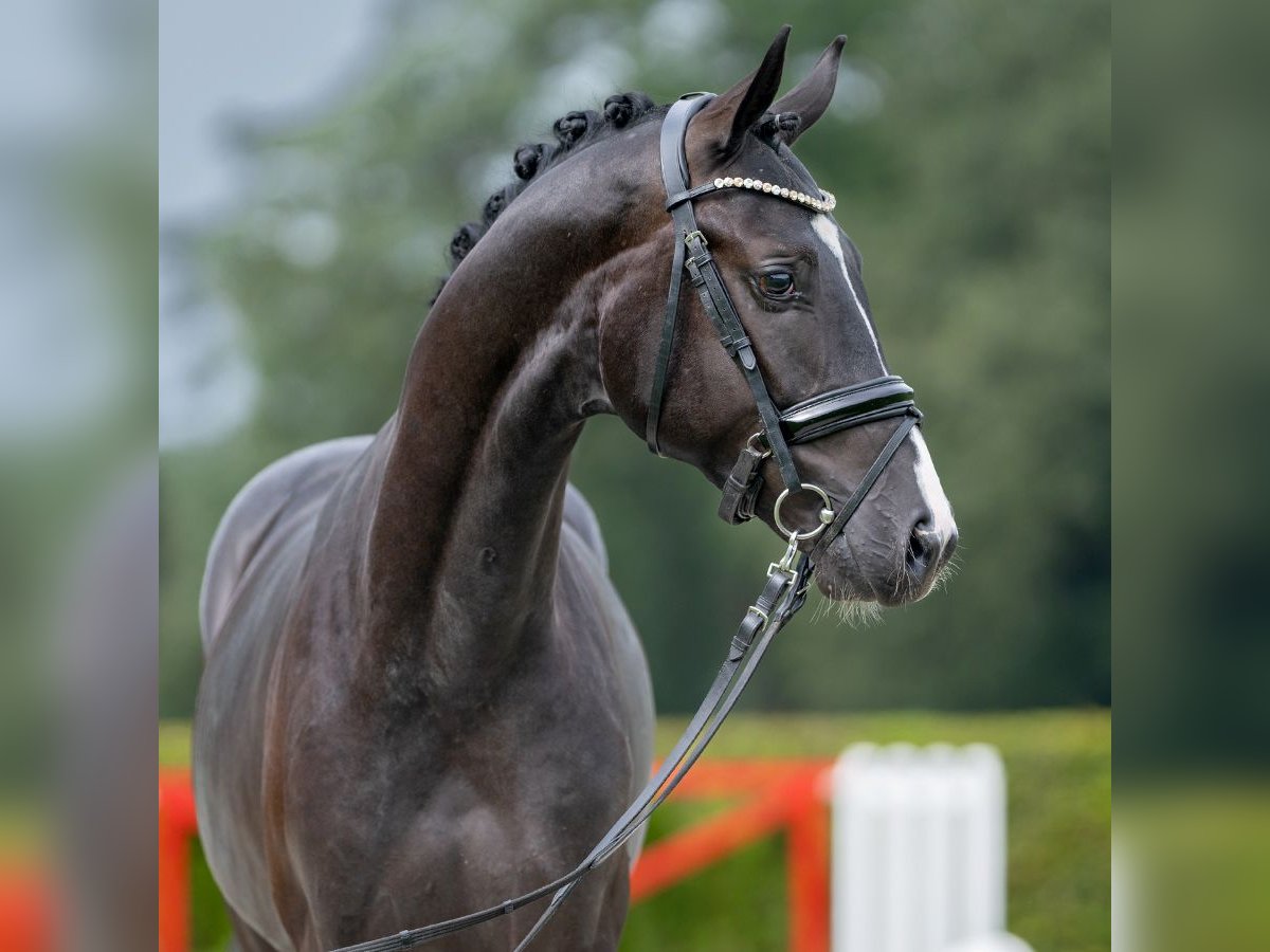 Westphalian Stallion 2 years 16,1 hh Black in Münster-Handorf