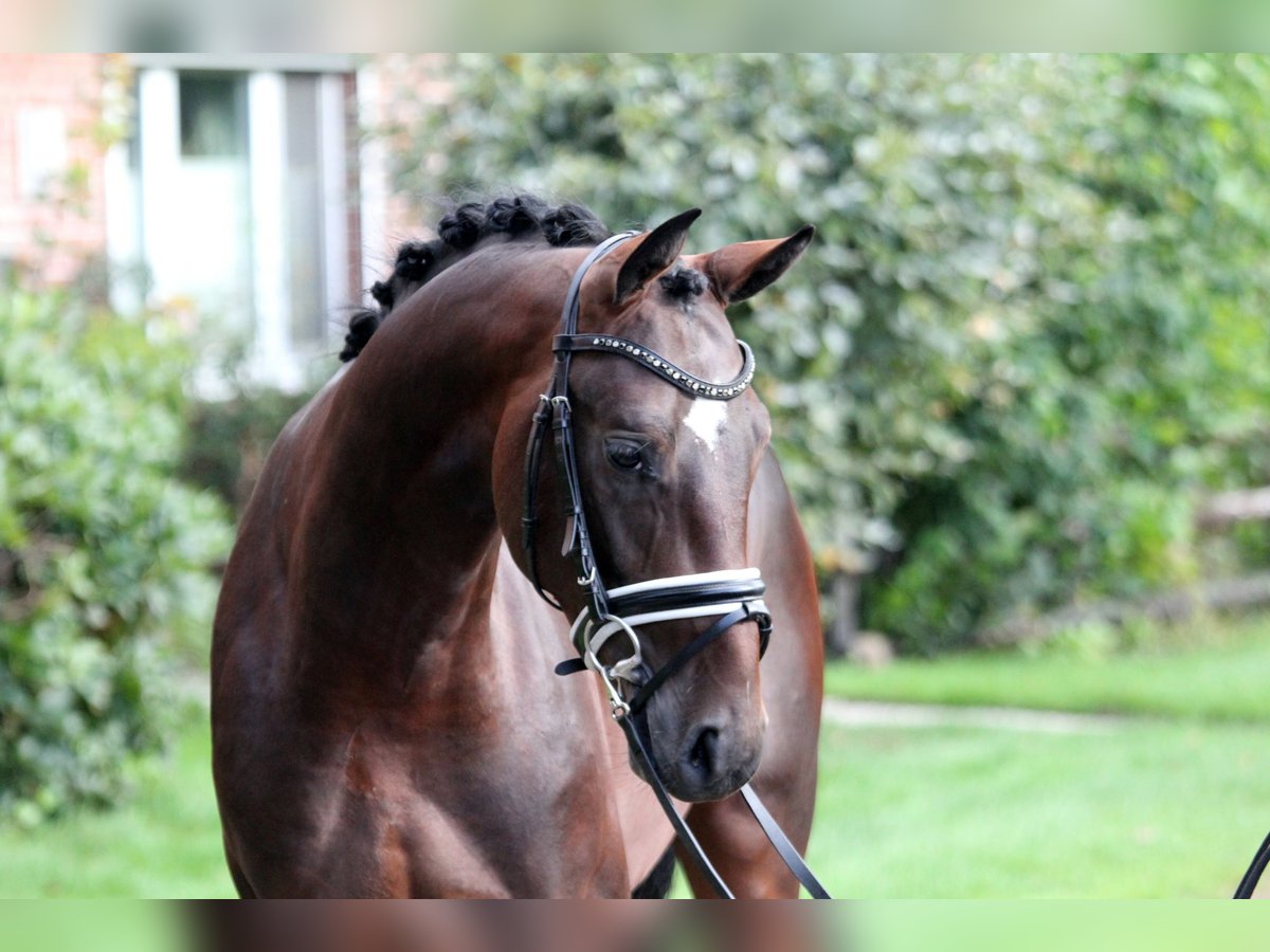 Westphalian Stallion 2 years 16,1 hh Brown in Kutenholz