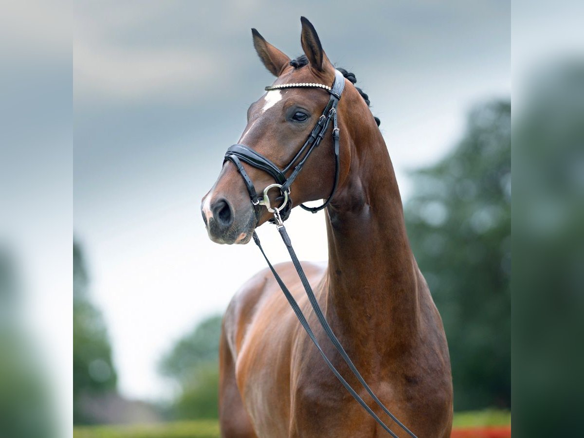 Westphalian Stallion 2 years 16,1 hh Brown in Münster-Handorf