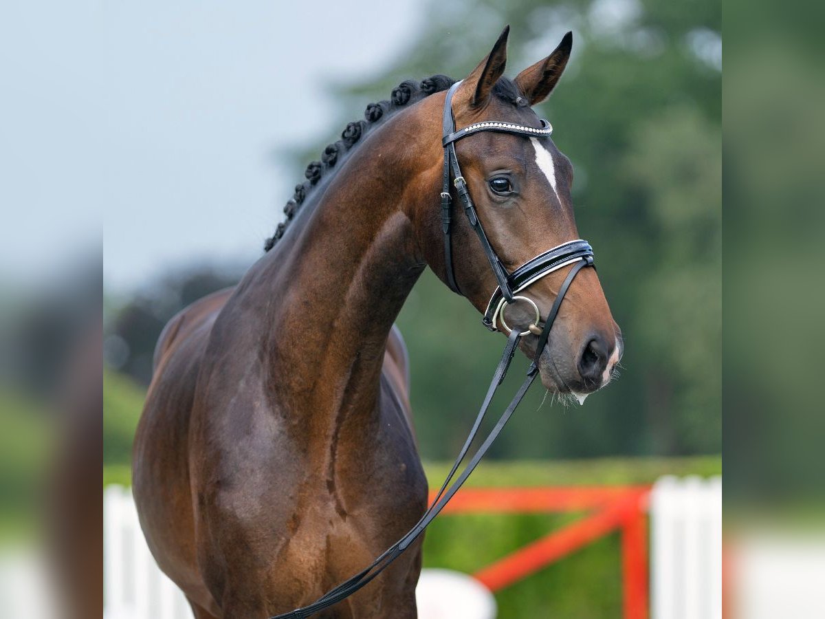 Westphalian Stallion 2 years 16,1 hh Brown in Münster-Handorf