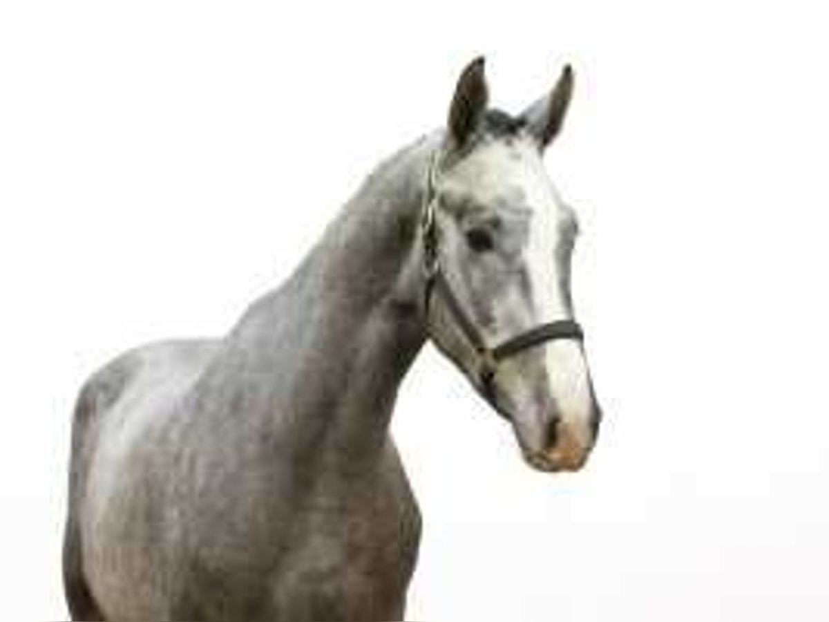 Westphalian Stallion 2 years 16,1 hh Gray in Waddinxveen