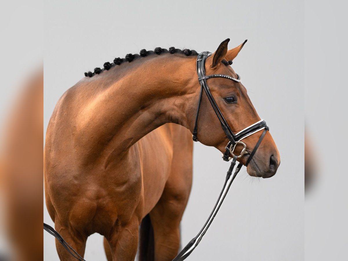 Westphalian Stallion 2 years 16,2 hh Brown in Münster