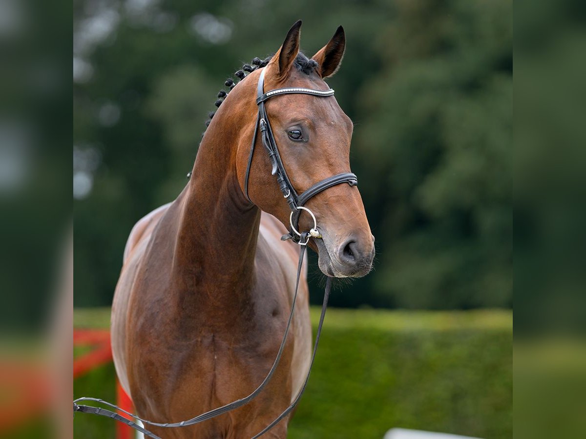 Westphalian Stallion 2 years 16,2 hh Brown in Münster-Handorf