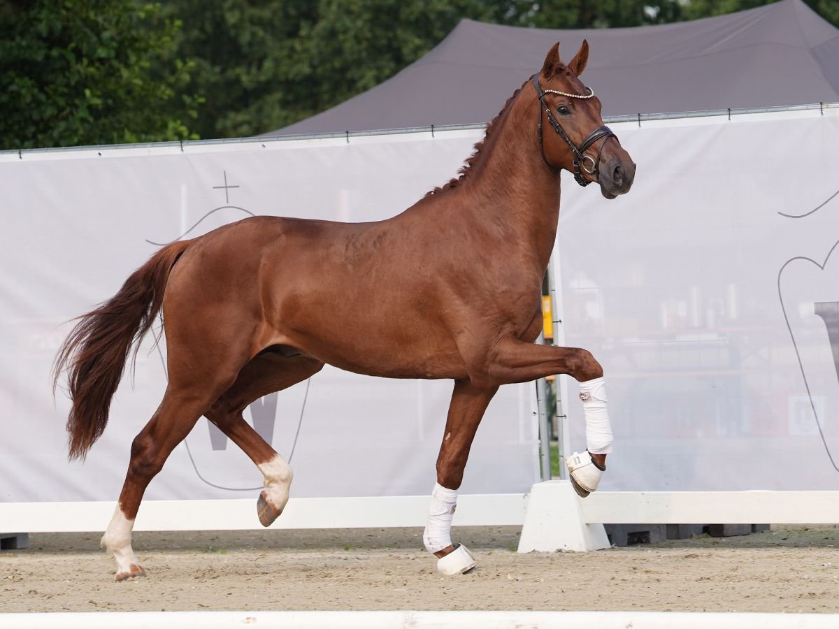 Westphalian Stallion 2 years 16,2 hh Chestnut-Red in Münster