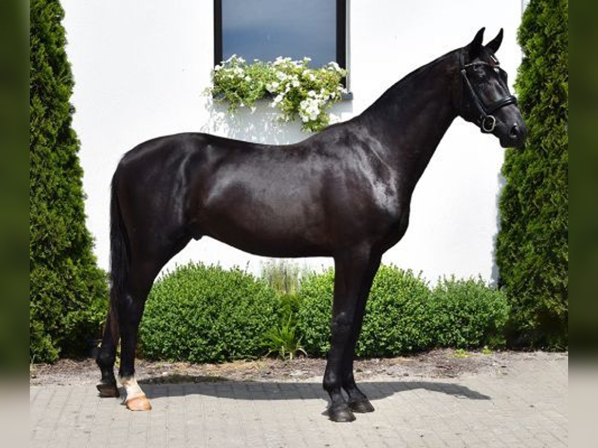 Westphalian Stallion 2 years 16 hh Black in Wysin