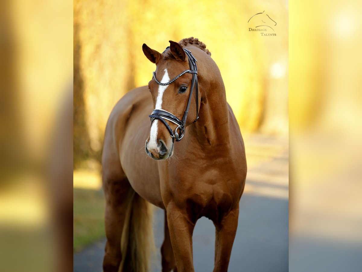 Westphalian Stallion 2 years 16 hh Chestnut-Red in Steinfurt