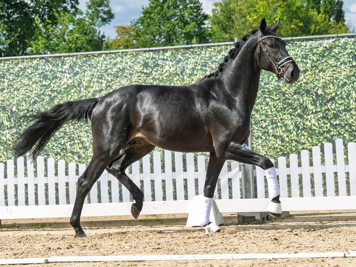 Westphalian Stallion 2 years 16,1 hh Smoky-Black in M&#xFC;nster-Handorf