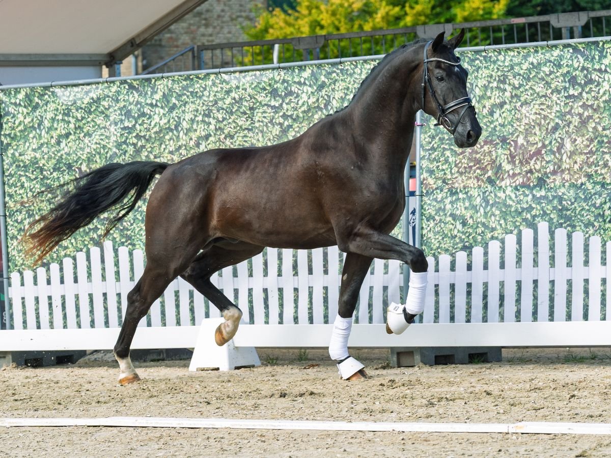 Westphalian Stallion 2 years 16,2 hh Black in M&#xFC;nster-Handorf