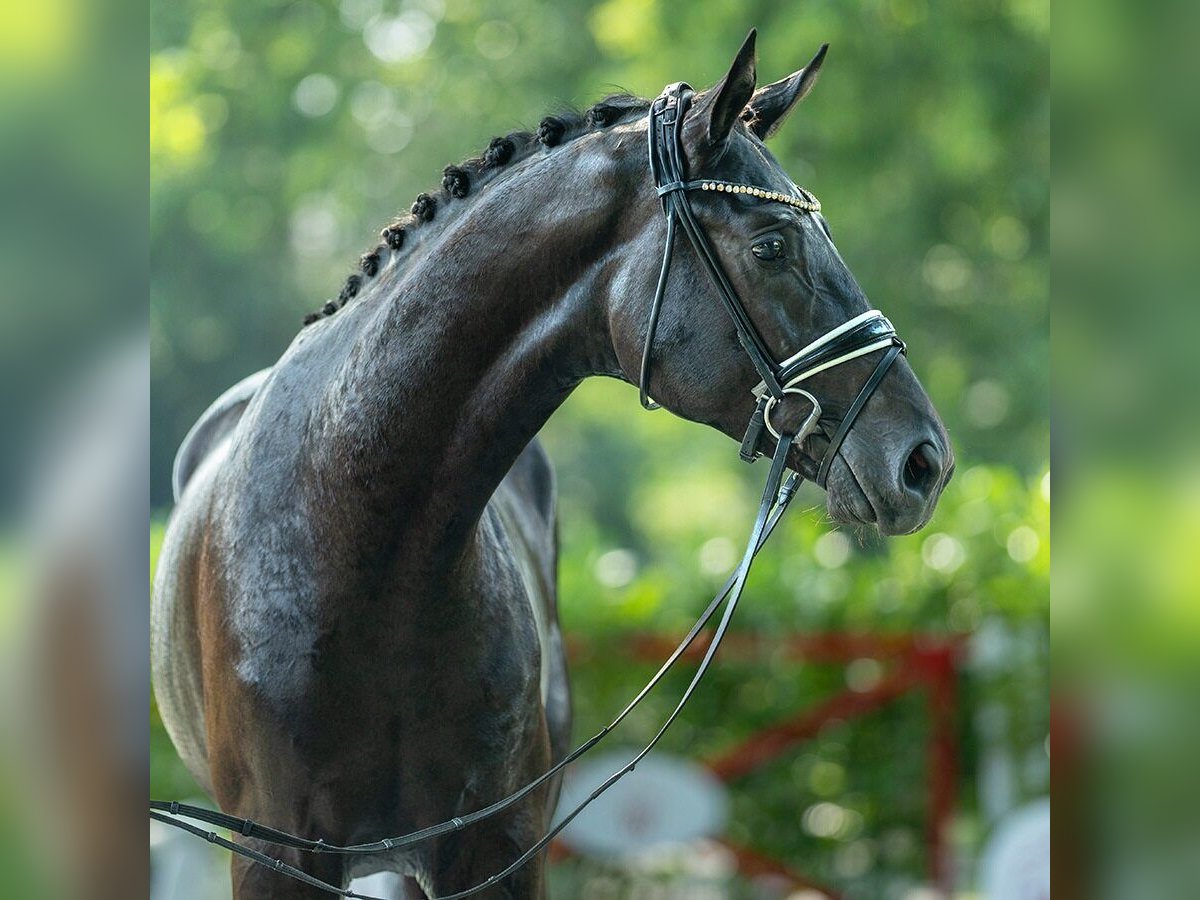 Westphalian Stallion 2 years 17 hh Bay-Dark in Münster-Handorf