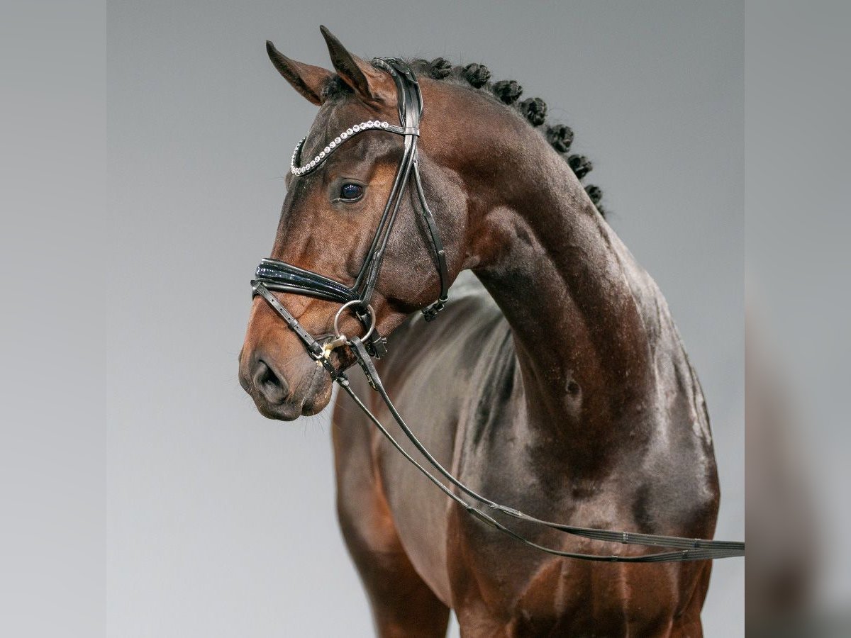 Westphalian Stallion 2 years Bay-Dark in Münster-Handorf