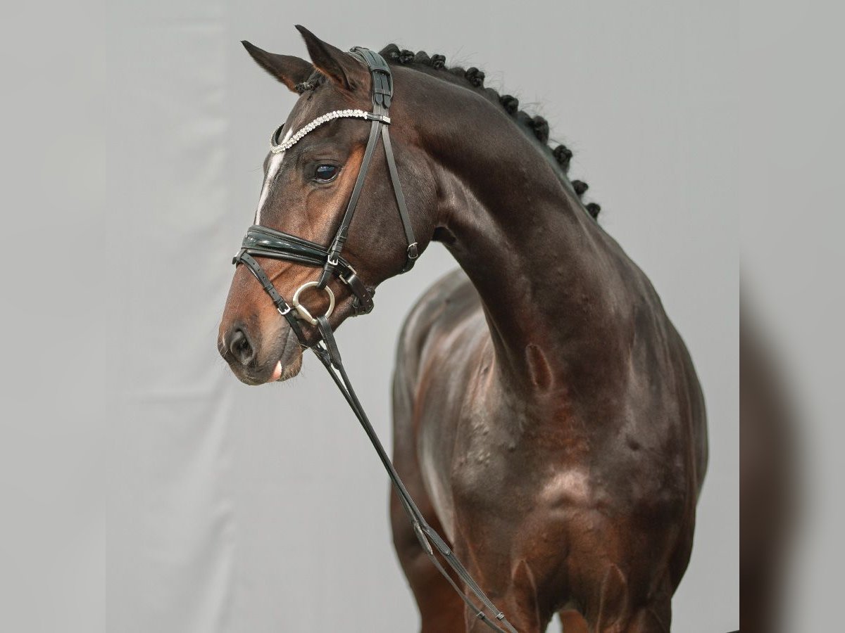 Westphalian Stallion 2 years Bay-Dark in Münster-Handorf