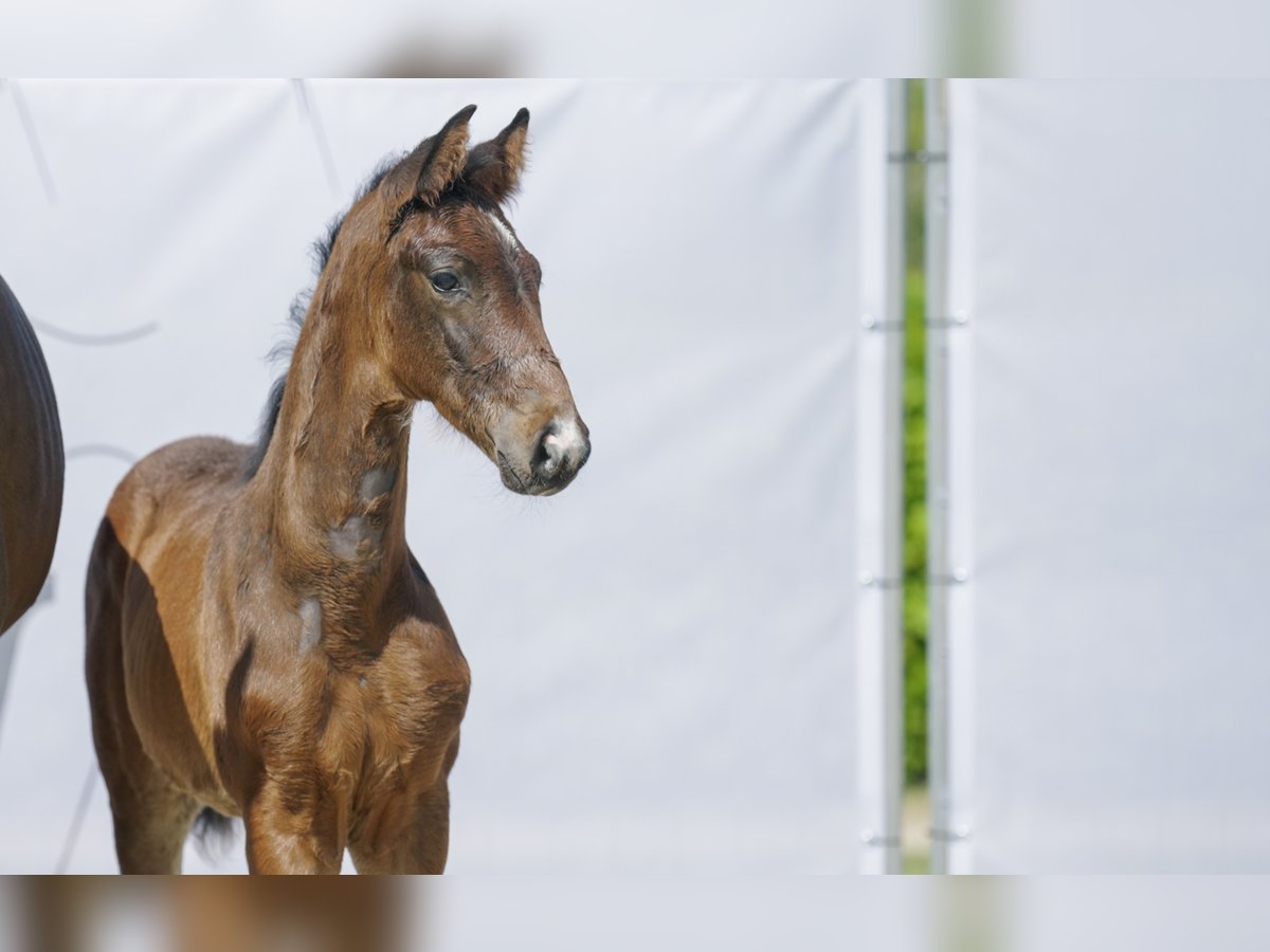 Westphalian Stallion 2 years Bay-Dark in Hamm