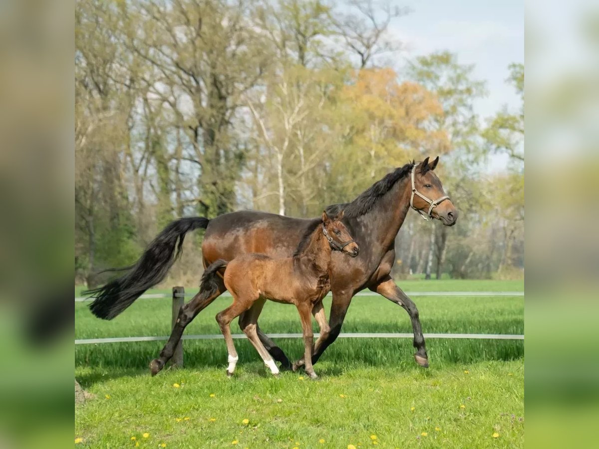 Westphalian Stallion 2 years Bay-Dark in Steinhagen