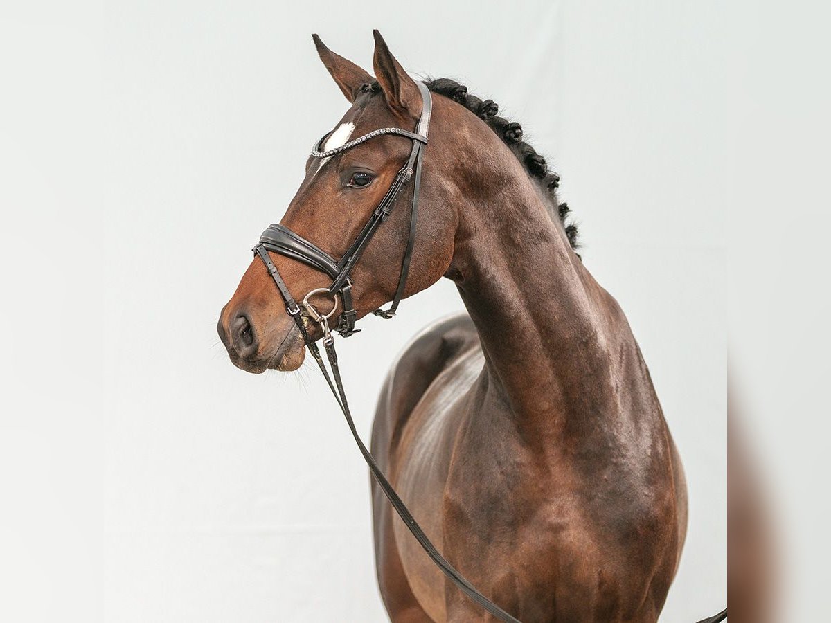 Westphalian Stallion 2 years Bay-Dark in Münster-Handorf