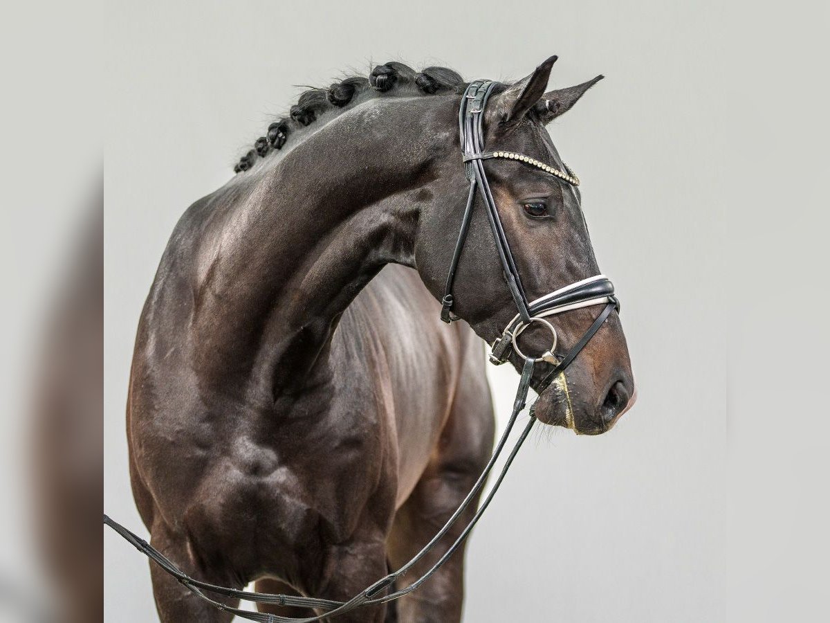 Westphalian Stallion 2 years Bay-Dark in Münster-Handorf