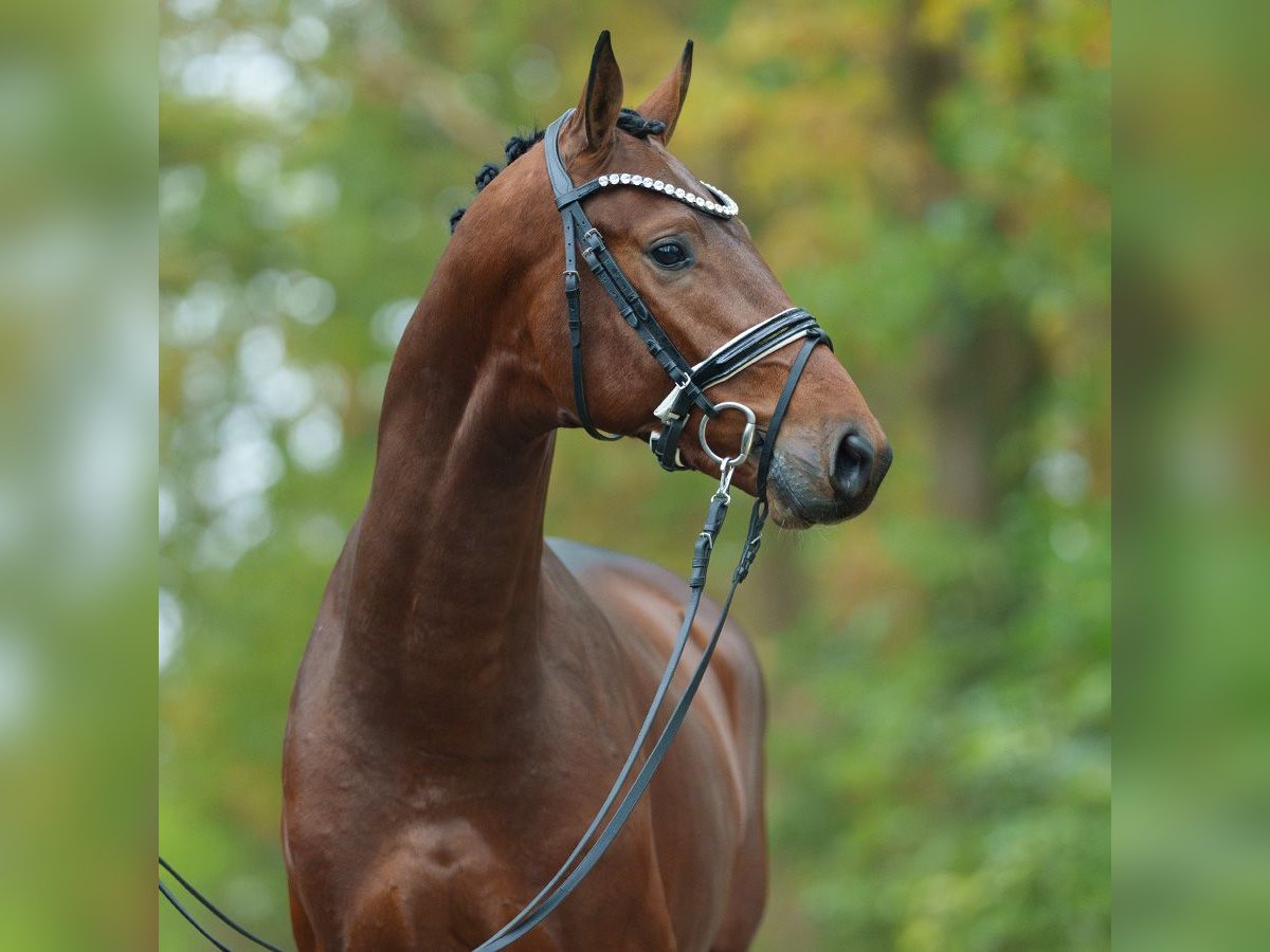 Westphalian Stallion 2 years Brown in Pölchow