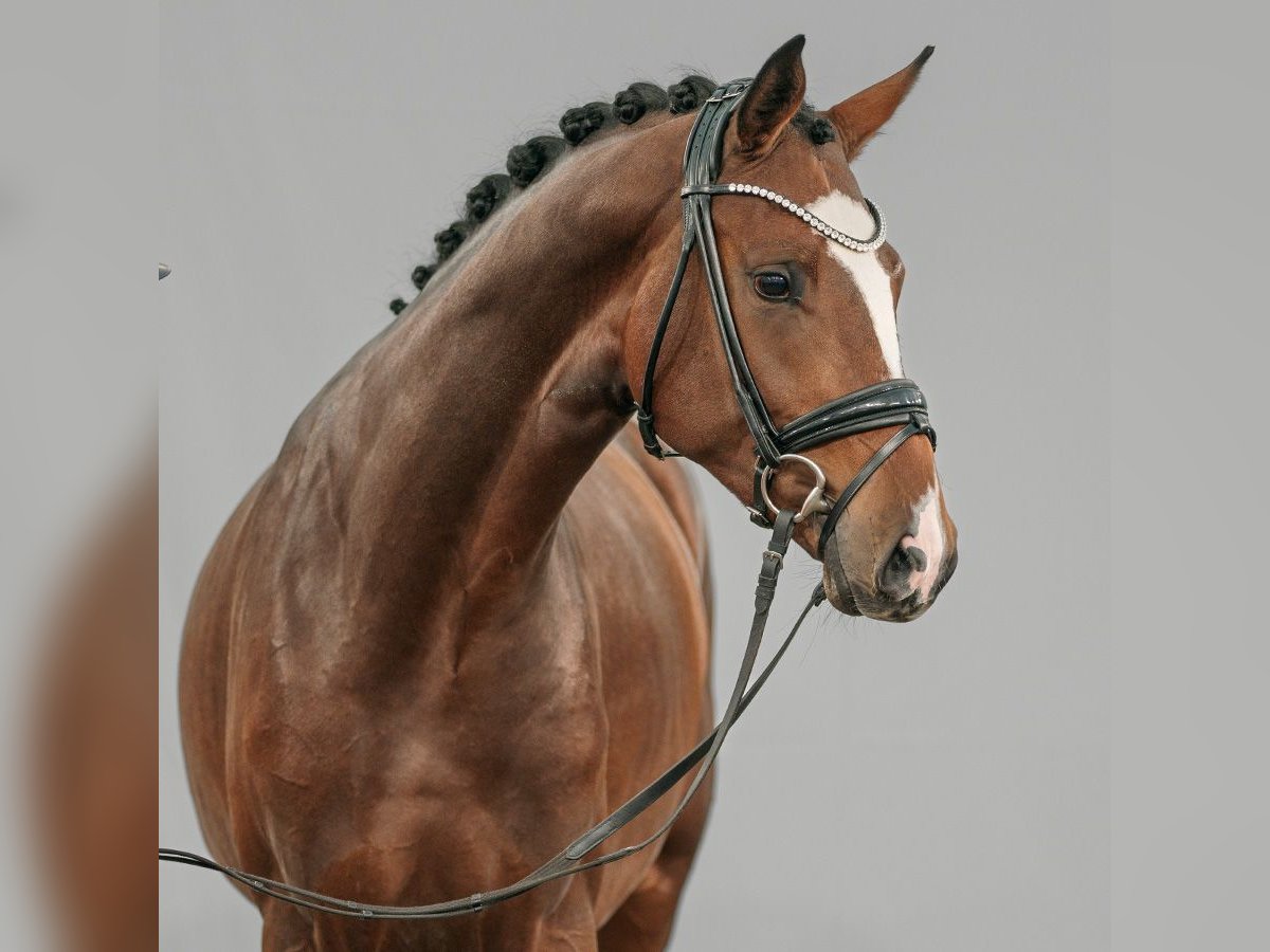 Westphalian Stallion 2 years Brown in Münster-Handorf