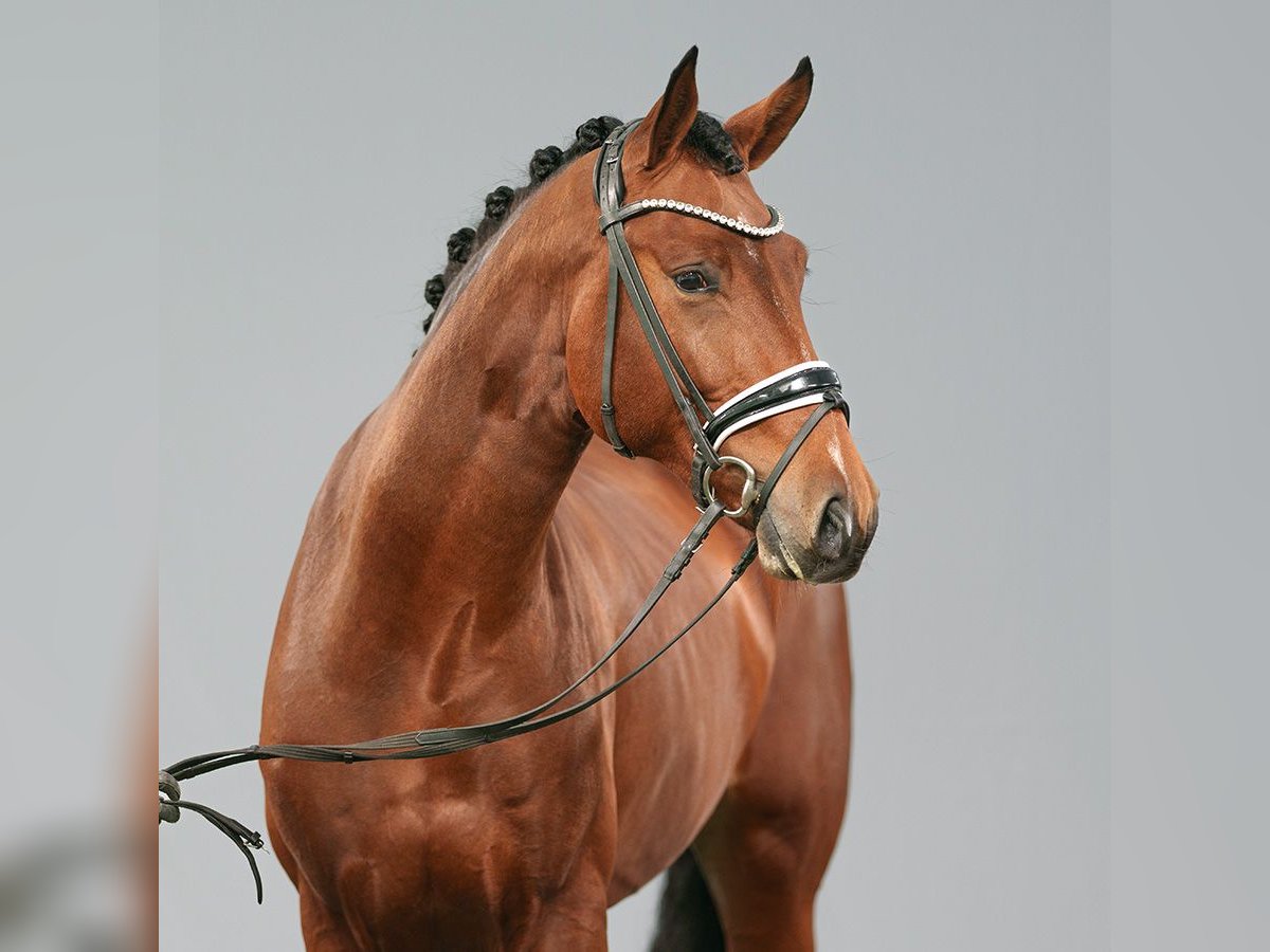 Westphalian Stallion 2 years Brown in Münster-Handorf