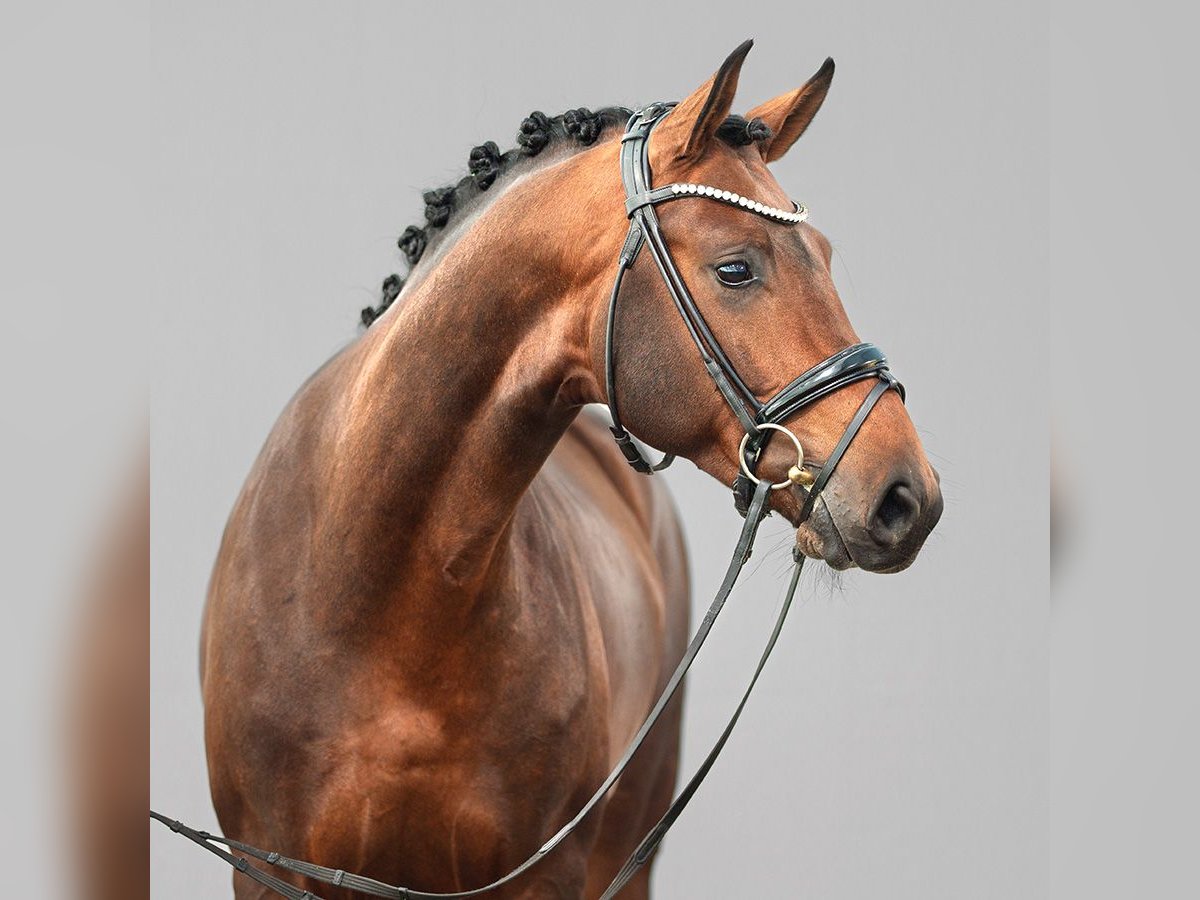 Westphalian Stallion 2 years Brown in Münster-Handorf