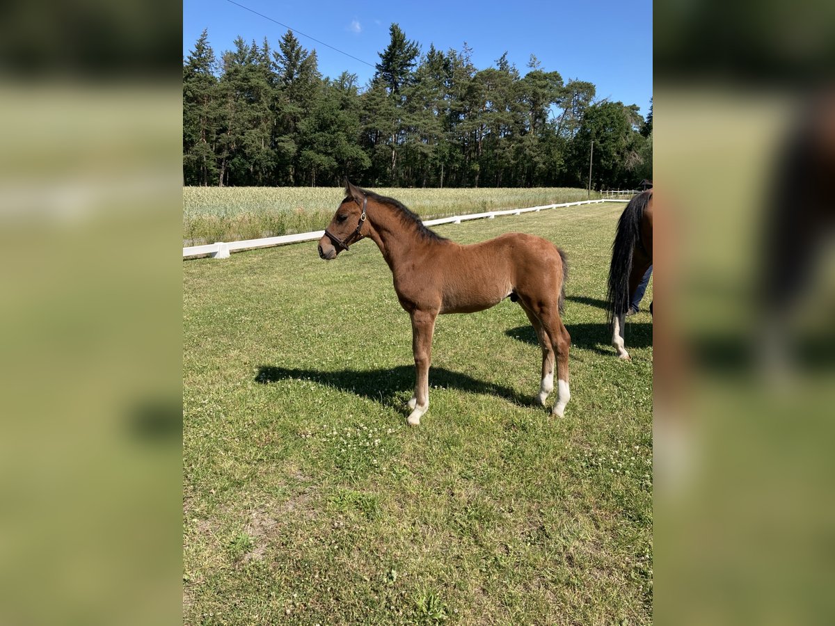 Westphalian Stallion 2 years Brown in Ostbevern