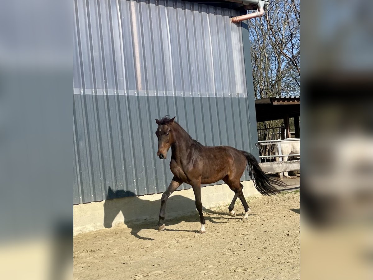 Westphalian Stallion 2 years Brown in Wenden