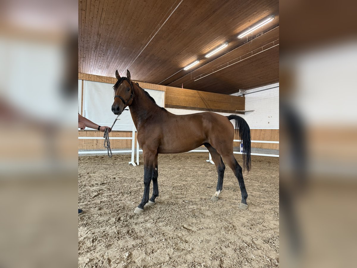 Westphalian Stallion 2 years Brown in Leichlingen