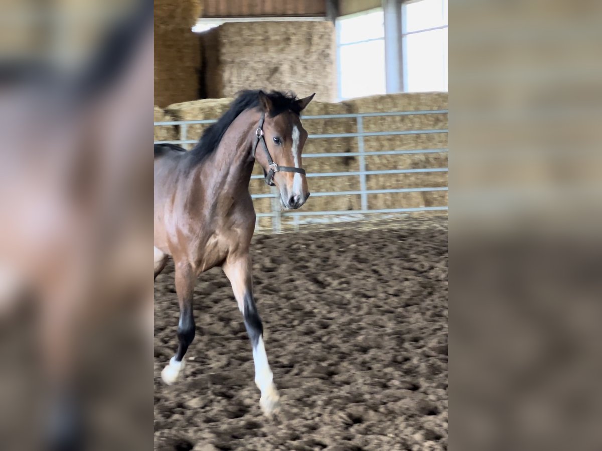 Westphalian Stallion 2 years Brown in Hannover