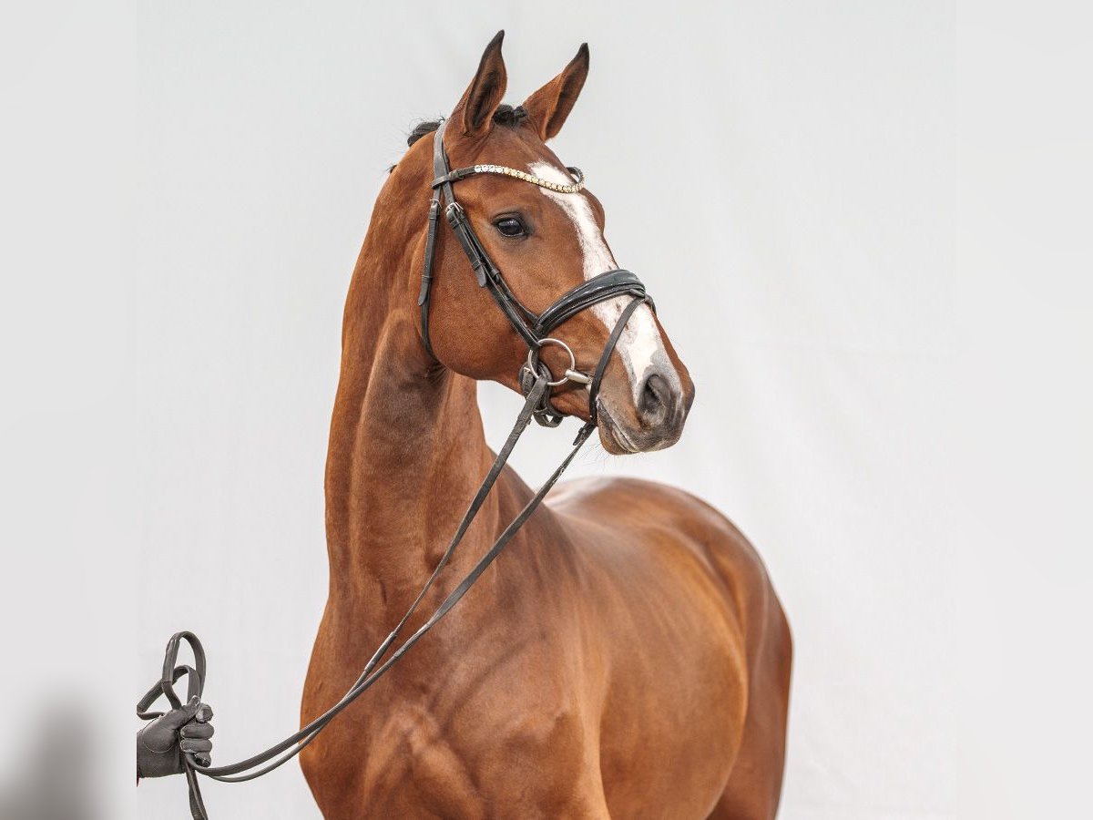 Westphalian Stallion 2 years Brown in Münster-Handorf