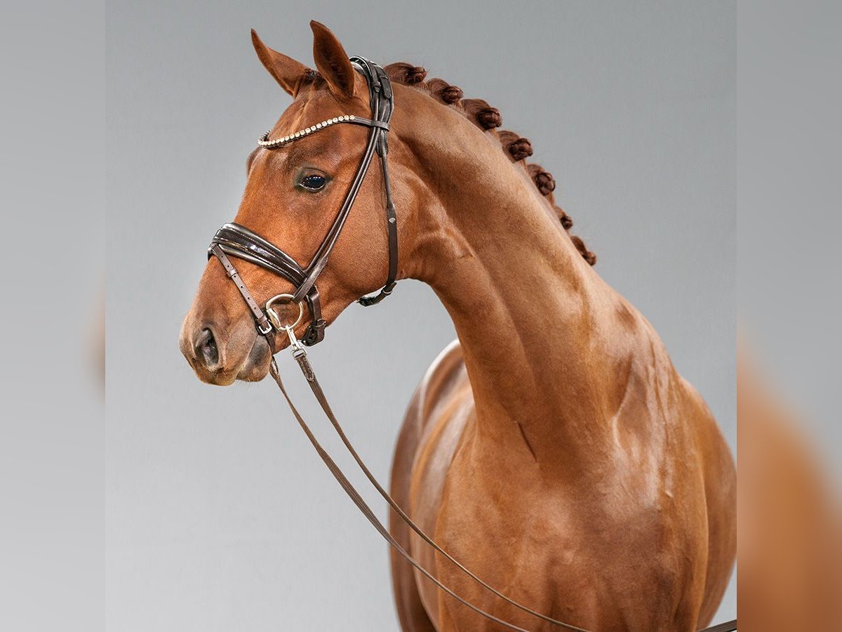 Westphalian Stallion 2 years Chestnut in Münster-Handorf