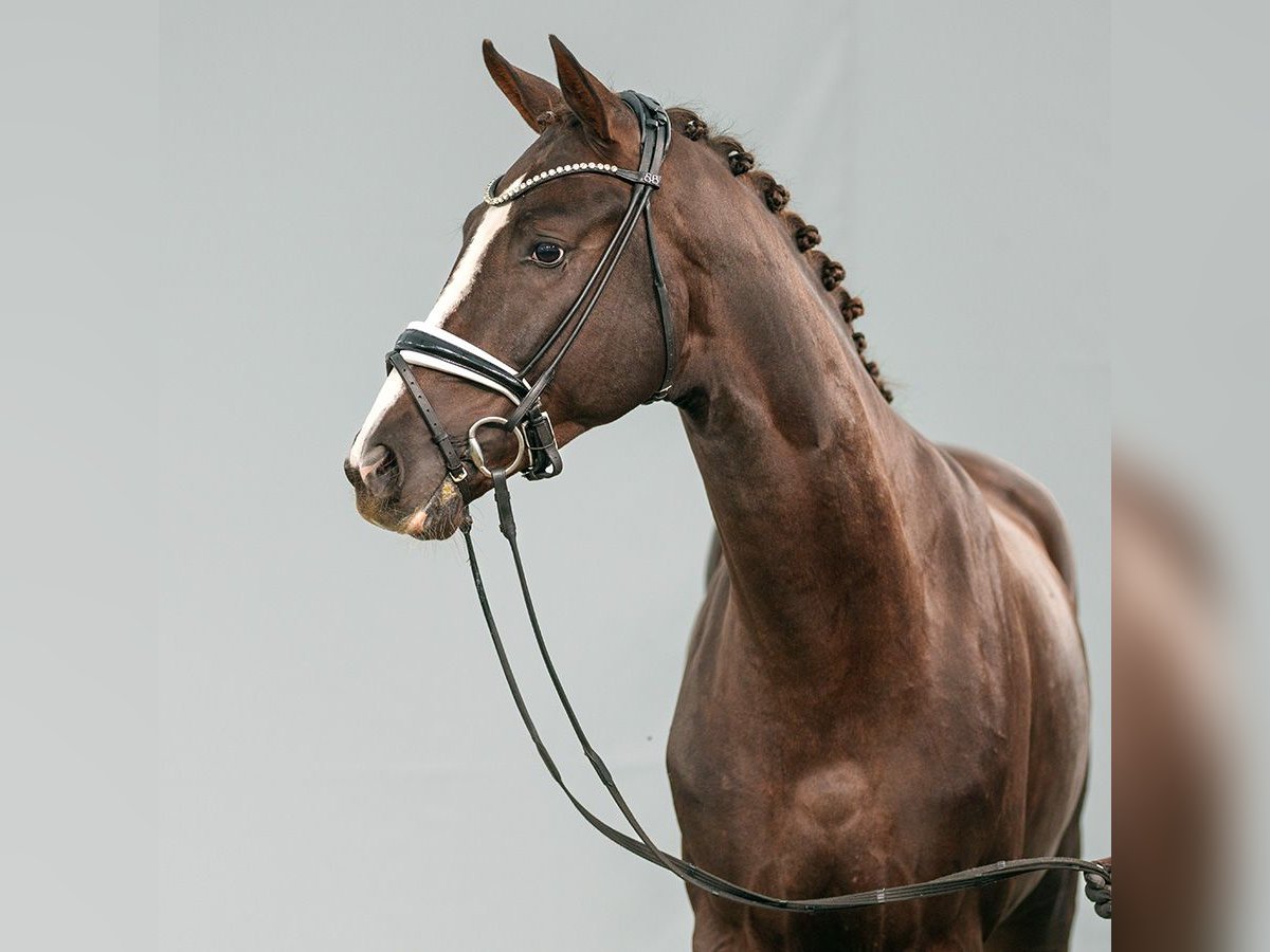 Westphalian Stallion 2 years Chestnut in Münster-Handorf