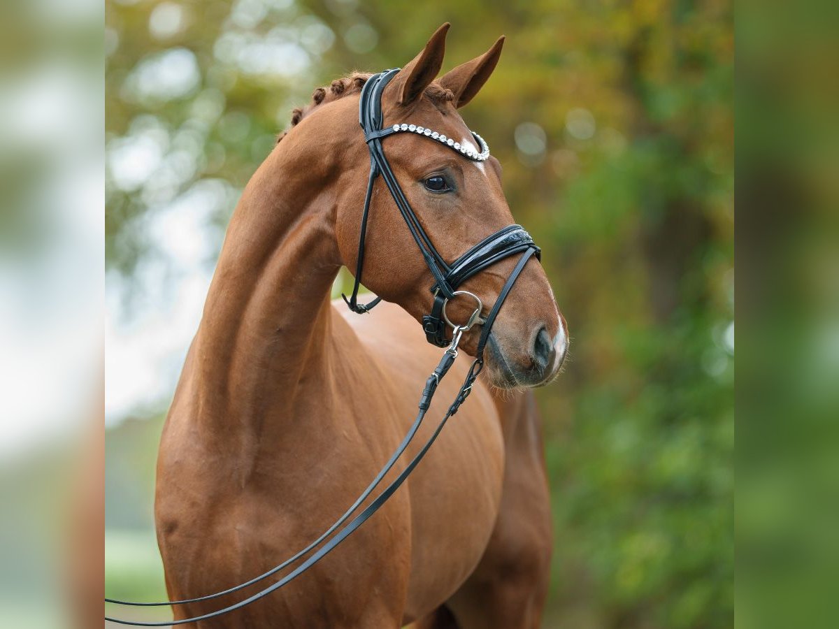 Westphalian Stallion 2 years Chestnut-Red in Rostock