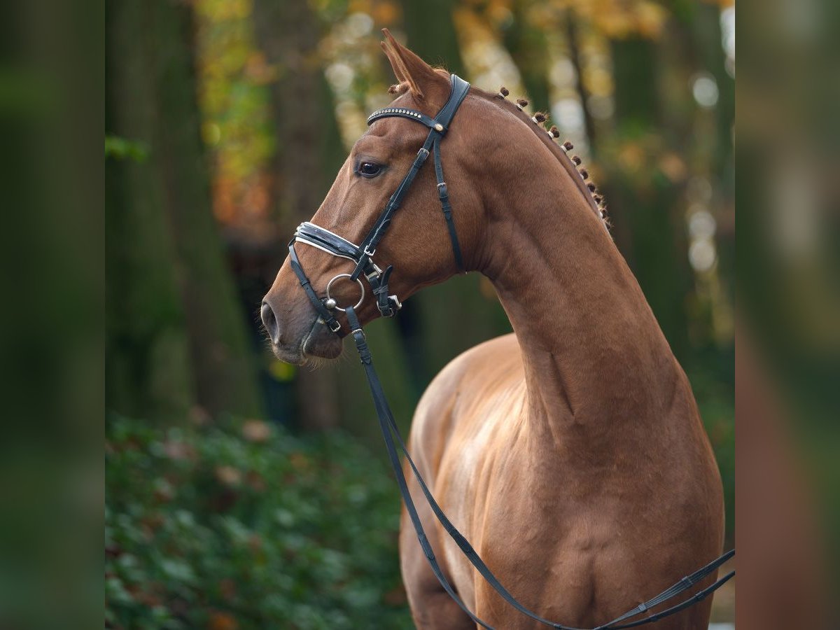 Westphalian Stallion 2 years Chestnut-Red in Rostock