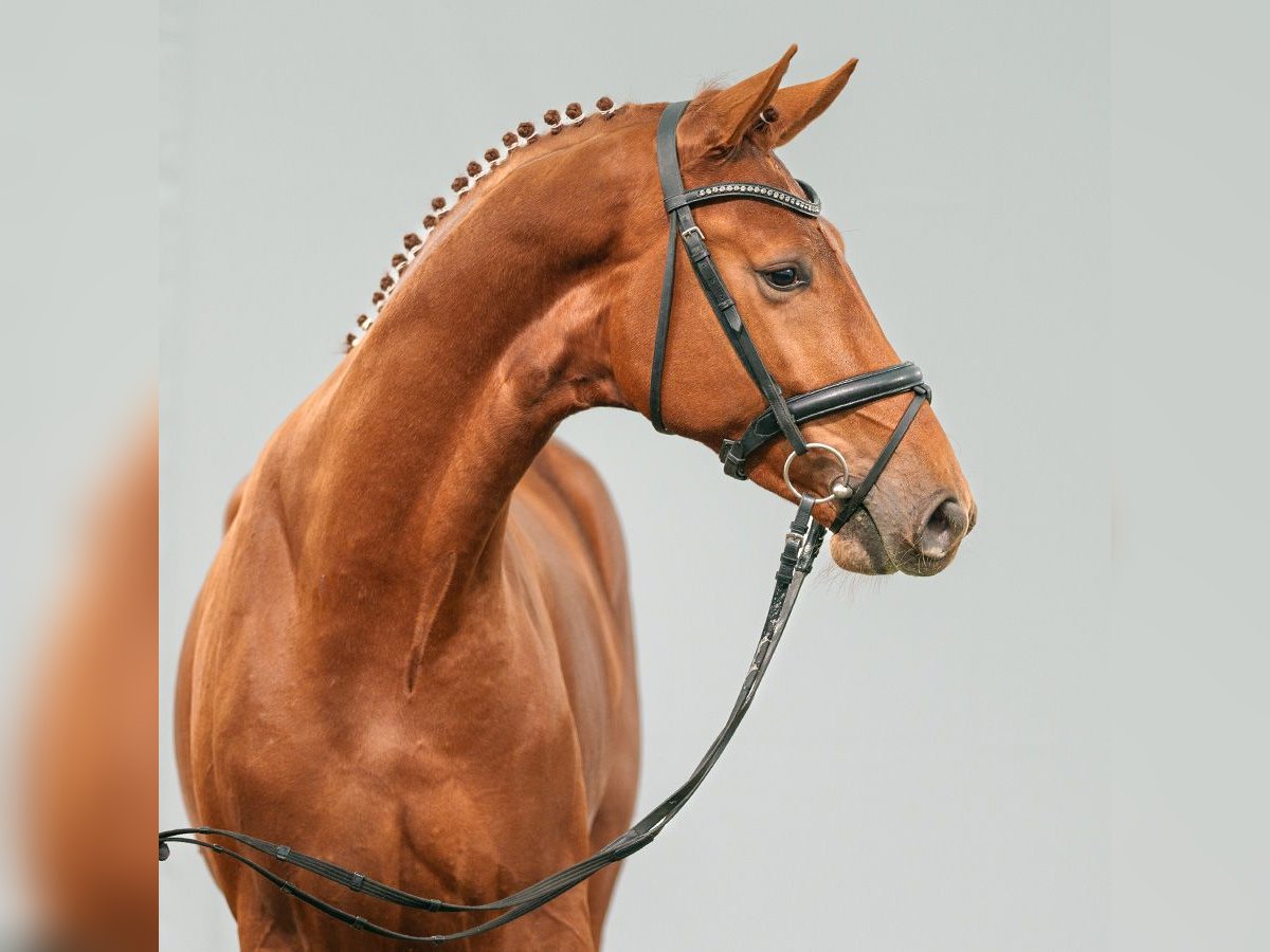 Westphalian Stallion 2 years Chestnut-Red in Münster-Handorf