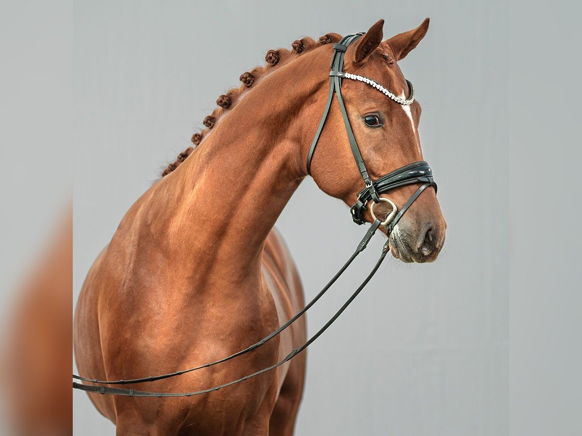 Westphalian Stallion 2 years Chestnut-Red in Münster-Handorf