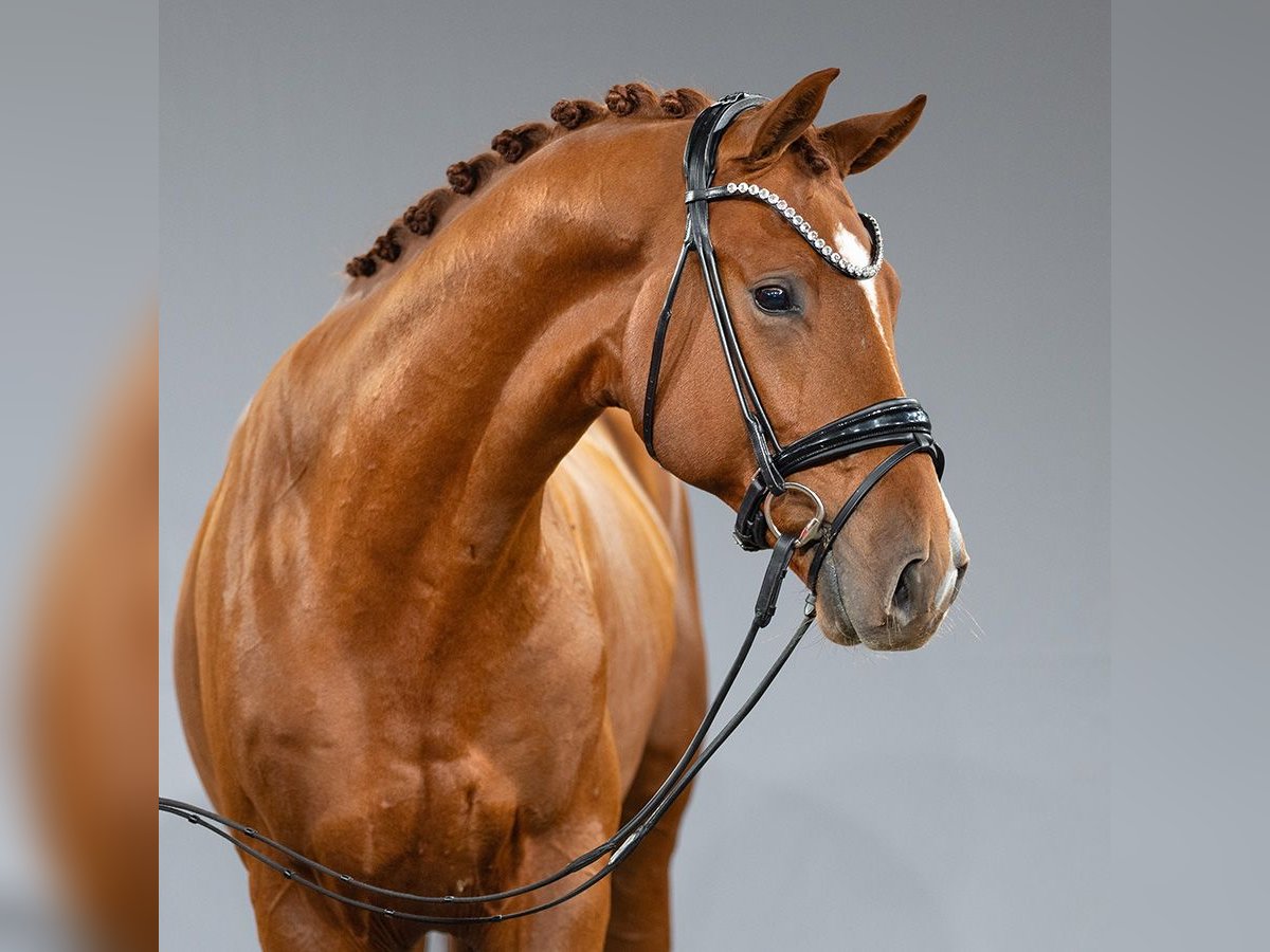 Westphalian Stallion 2 years Chestnut-Red in Münster-Handorf