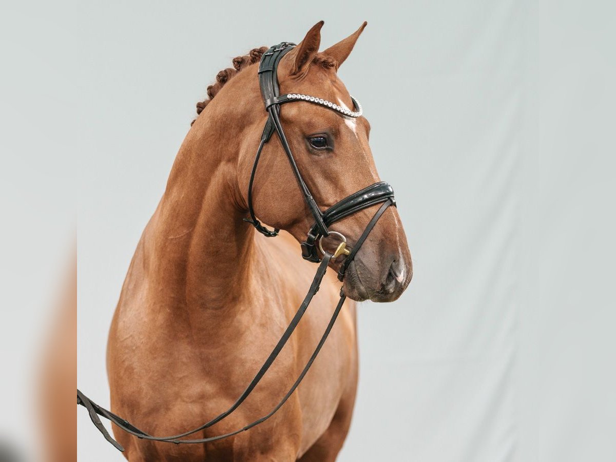 Westphalian Stallion 2 years Chestnut-Red in Münster-Handorf